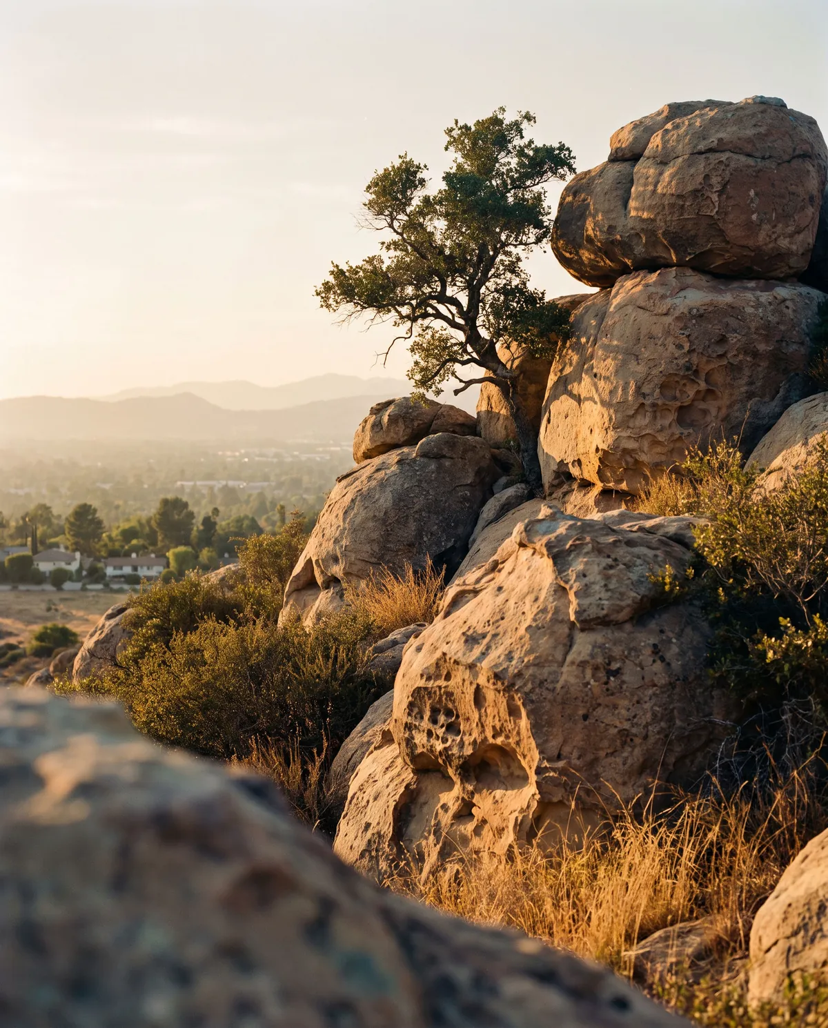 Sandstone boulders and a coast live oak at Stoney Point above Chatsworth at golden hour, the San Fernando Valley in the haze below